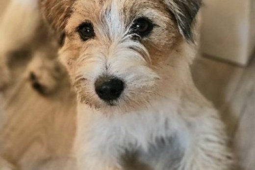 Wiosenne plany w mojej hodowli 